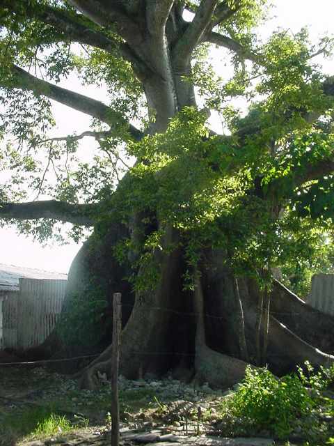 Álava sugar mill. Offerings tree. CPPC Matanzas