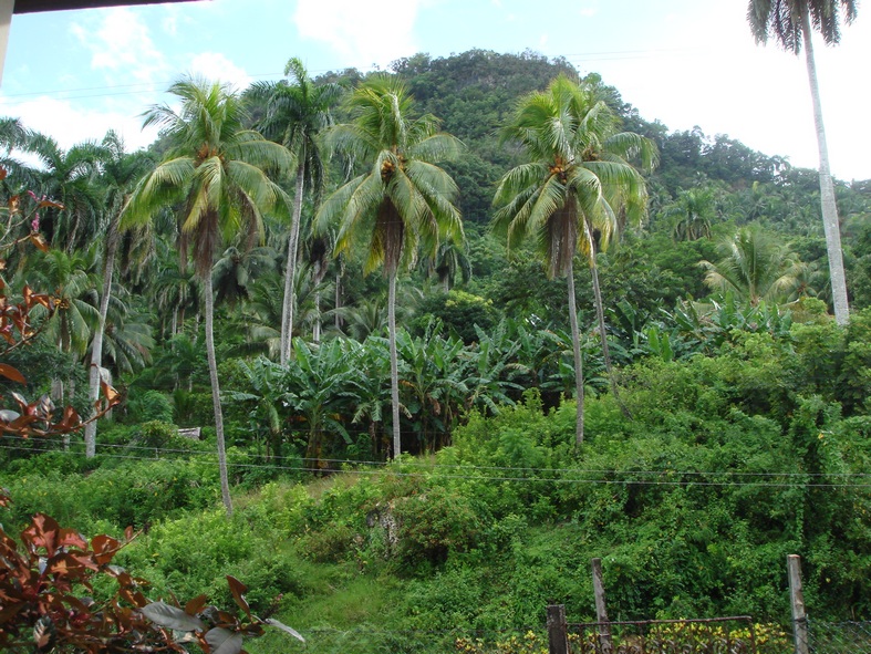 Sagua Baracoa mountain range. Coconut and banana plantations abound in the area . Photo: Nilson Acosta